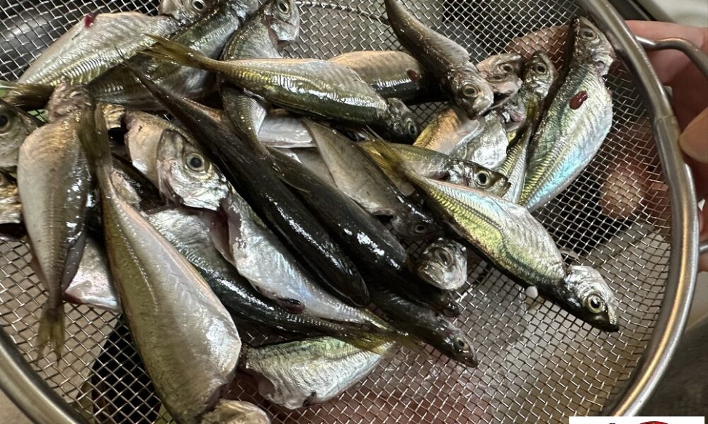 地場の食材に恵まれて@解体コング