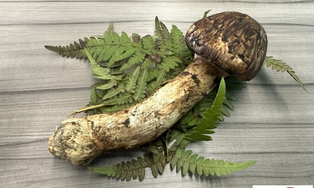 松茸2025@解体コング