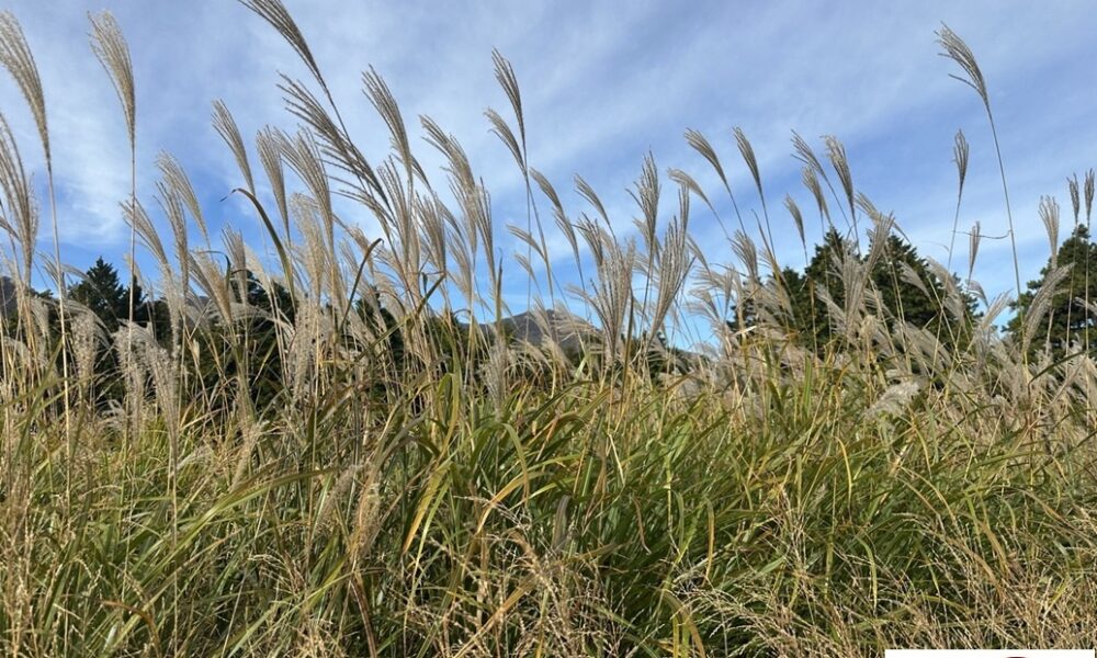 すすき鑑賞2025@解体コング