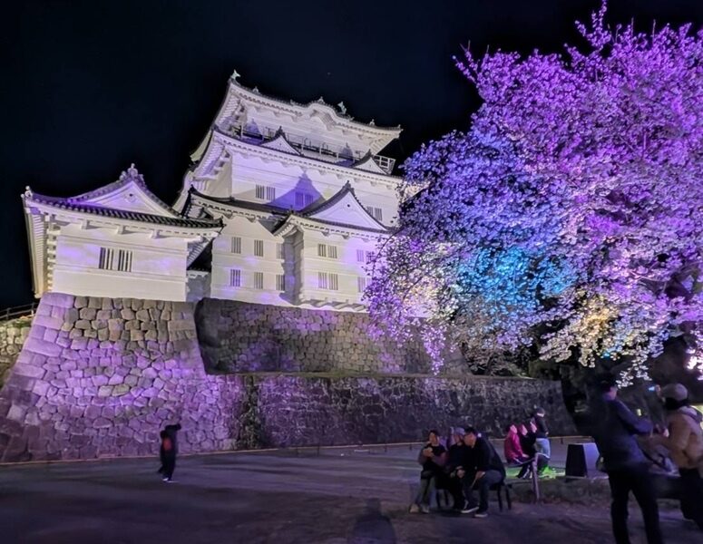 小田原夜桜2026@解体コング