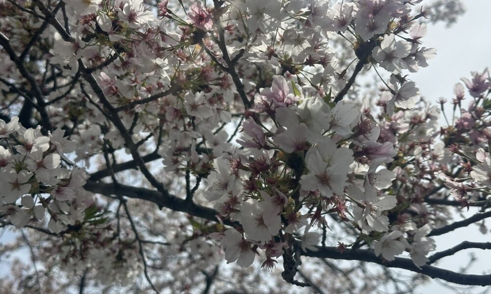 印刷局の桜@解体コング