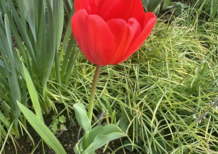 咲いた咲いた@解体コング