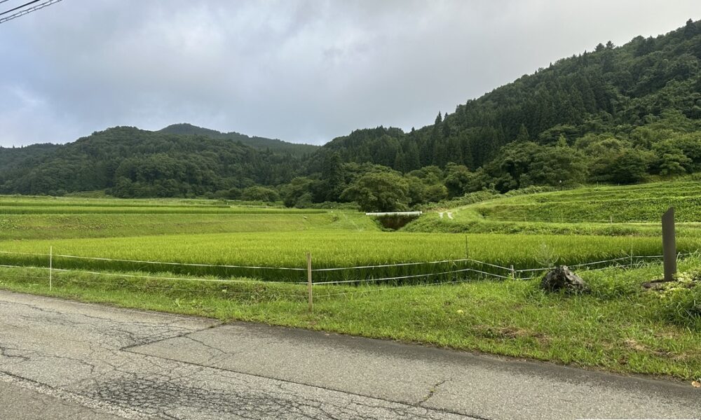 天童@解体コング