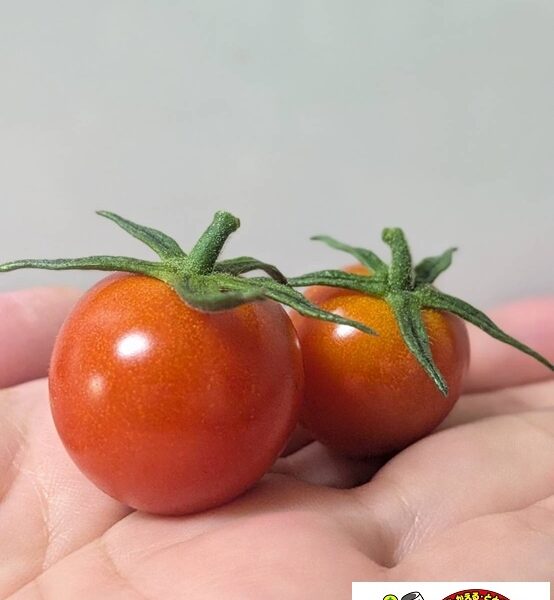 収穫🍅@解体コング